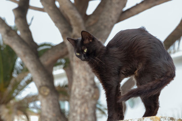 A black cat sits on a fence post in front of big old trees
