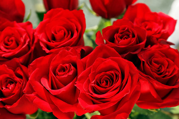 Bouquet of beautiful roses, closeup
