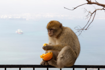 Barbary macaque from Gibraltar sits on a railing and eats an orange