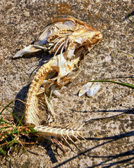 Skeleton of fish bones on the beach.