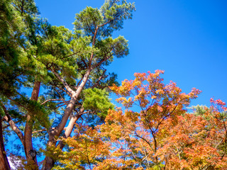 【静岡県伊豆市】秋の日本庭園の松とモミジ【修善寺虹の郷】