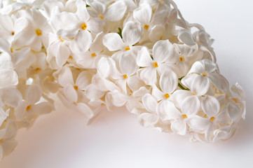 Close-up view of white lilac branch with flowers