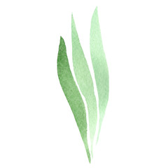 Green iris leaf. Floral botanical flower. Isolated lef illustration element. Watercolor background illustration set.