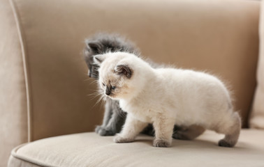 Cute little kittens on sofa at home