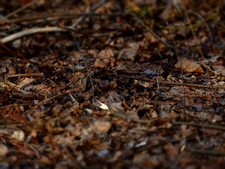 ants on a leaf