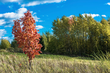 Asphalt road among the yellow trees in autumn sunny day. 