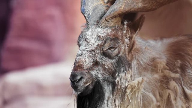 Close up of a bighorn sheep