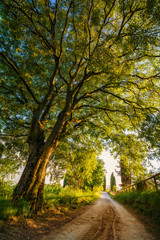 Fototapeta premium Sentiero di collina con albero rigoglioso sui Colli Euganei in Italia