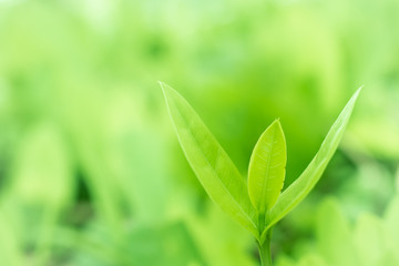 Green leave tree natural