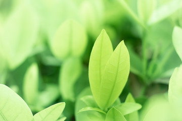 Leaved green natural background