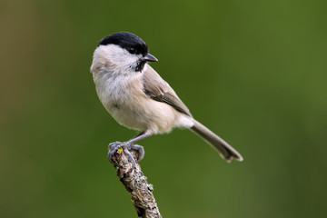 Obraz premium Sumpfmeise