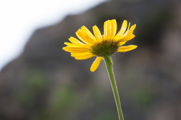 Obraz premium Doronicum plantagineum flower seen from below, Cortina d'Ampezzo, Dolomites, Italy.
