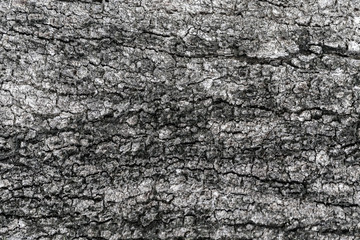 Tree skin texture