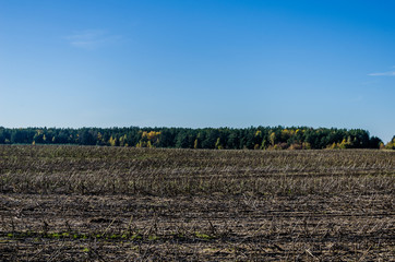 Sunflower harvesting in the countryside. Sunflower harvesting