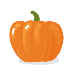 Orange pumpkin vector illustration. Autumn vegetable icon isolated on white background.