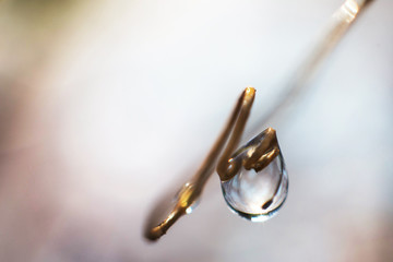 Obraz premium water drop on the plant close up