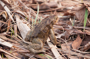 frog in forest grass