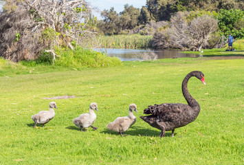 Black Swan With Cygnets
