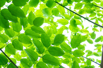 Fototapeta na wymiar Close-up Leaved Green Nature As Background