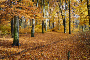 Bunter Laubwald im Herbst 