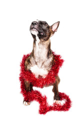 Bull terrier with red christmas ribbons