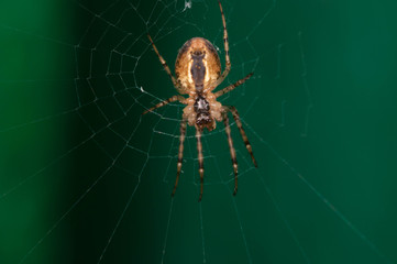 spider on web