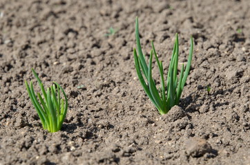 Green shallots onion grow in the vegetable garden