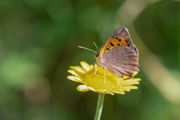 Lycaenidae / Benekli Bakır / / Lycaena phlaeas