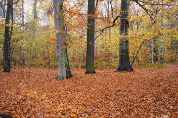 Bunter Laubwald im Herbst 