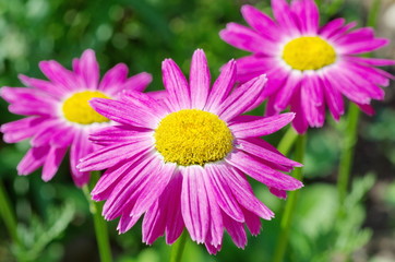 Obraz premium Blooming pink Pyrethrum, or Persian chamomile (lat. Pyrethrum roseum) in the garden