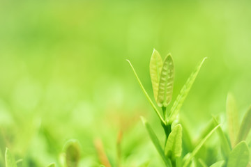 Close-up Green leaved nature as background