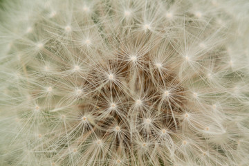 Fototapeta na wymiar dandelion seeds with gentle umbrellas
