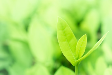Fototapeta na wymiar Close-up Green leaved nature as background