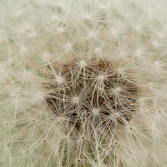 Obraz na płótnie Canvas dandelion seeds with gentle umbrellas