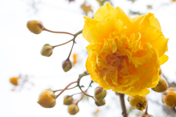 Yellow Silk Cotton Tree flowers