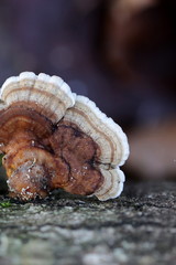 weiß-brauner Baumpilz