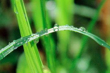 morning dew on the grass