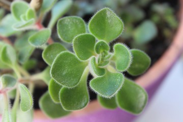 closeup of green clover