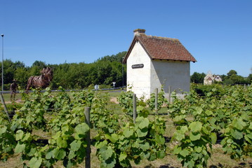 Fototapeta na wymiar Ville de Noyers-sur-Cher, région viticole, cabane entourée de vignes, département du Loir-et-Cher, France