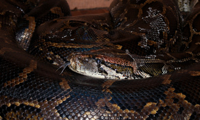 close up of a snake