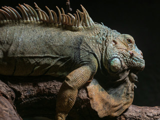 Portrait eines Iguana
