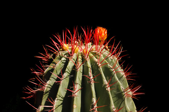 Cactus in Jardin Majorelle in Marrakesh Marocco
