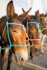 Obraz premium Traditional Donkey on Stairs in Thira, Santorini Island, Greece