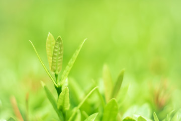 Leave green natural green as background