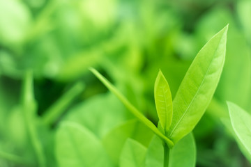 Leaved green background