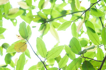 Fototapeta na wymiar Green leave nature. As Background 