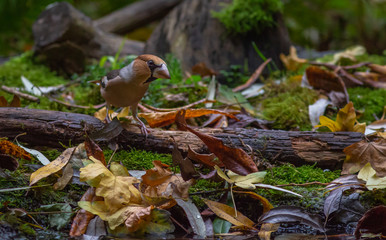 Hawfinch bird autumn forest