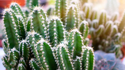 Various types of mini cactus, zebra plant