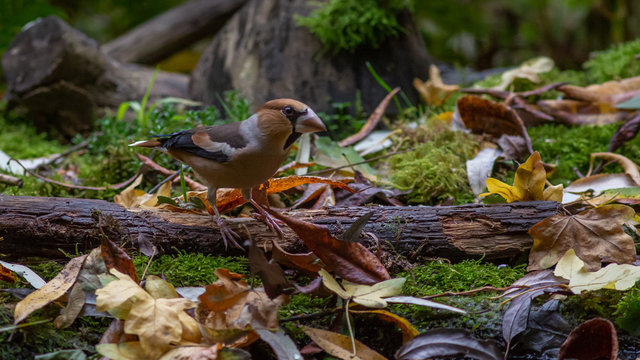 Hawfinch bird autumn forest