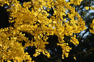 yellow lichen on bark